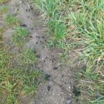 Gras und Nostoc