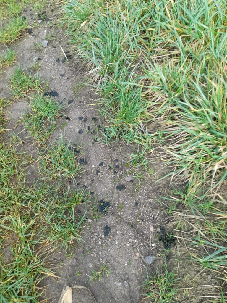 Gras und Nostoc