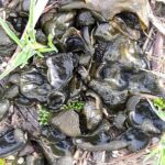 Nostoc colony